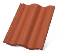 Synus korall základná